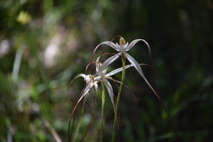 Caladenia Spider orchid Sep 2020 01.JPG